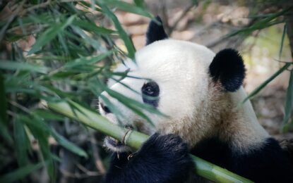 L’APT Mustang Panda più potente con un nuovo RAT