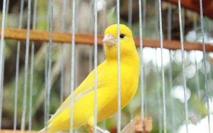 Rilevare le intrusioni con i canary token
