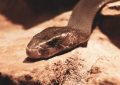BlackMamba sfrutta l’AI per generare codice polimorfico