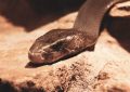 BlackMamba sfrutta l’AI per generare codice polimorfico