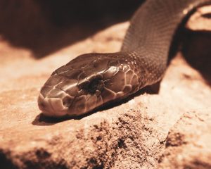 BlackMamba sfrutta l’AI per generare codice polimorfico