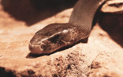 BlackMamba sfrutta l’AI per generare codice polimorfico